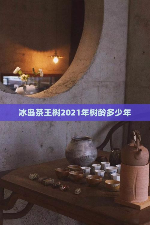 冰岛茶王树2021年