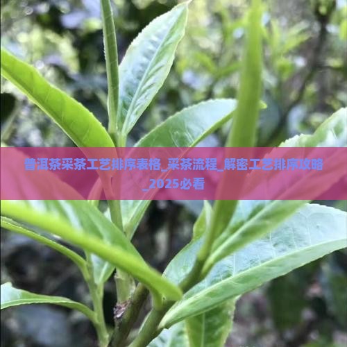 普洱茶采茶工艺排序表格