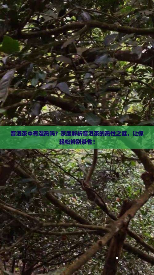 普洱茶中有湿热吗