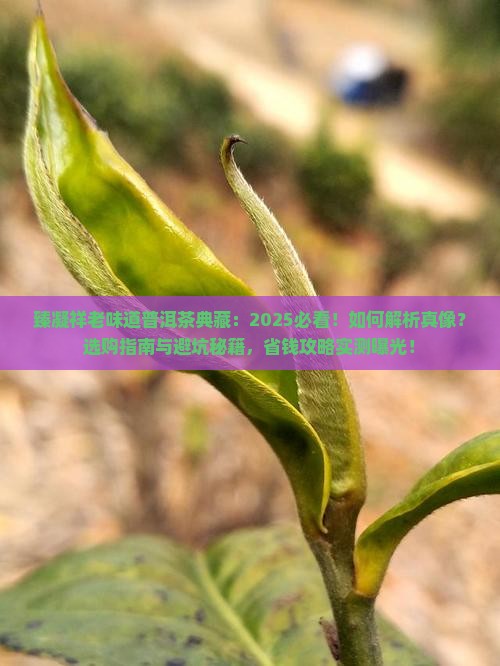 臻凝祥老味道普洱茶典藏