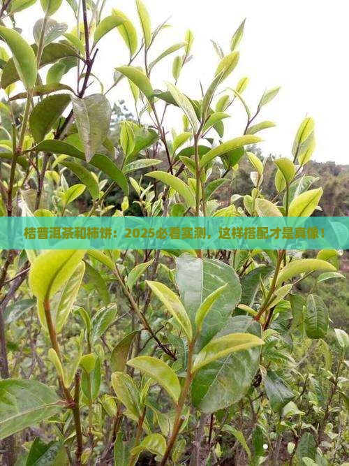 桔普洱茶和柿饼