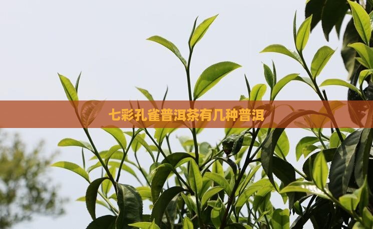 七彩孔雀普洱茶有几种
