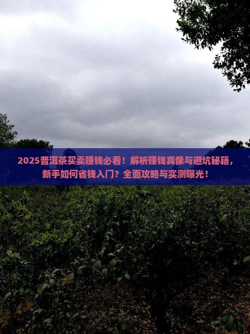 做普洱茶买卖赚钱吗是真的吗