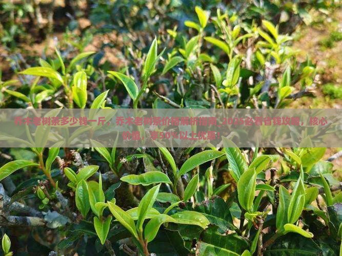 乔木老树茶多少钱一斤
