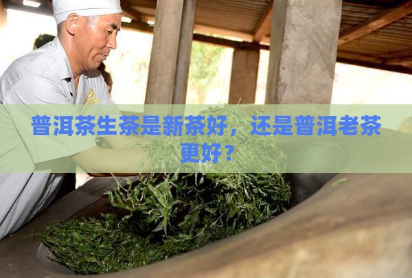 普洱茶生茶是新茶还是老茶好