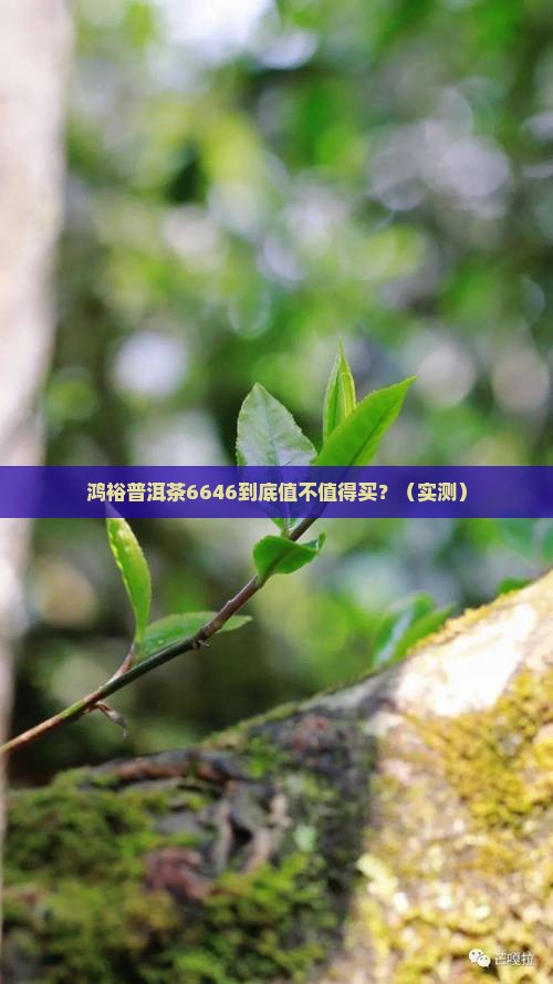 鸿裕普洱茶6646