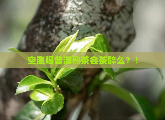 空腹喝普洱熟茶会茶醉么