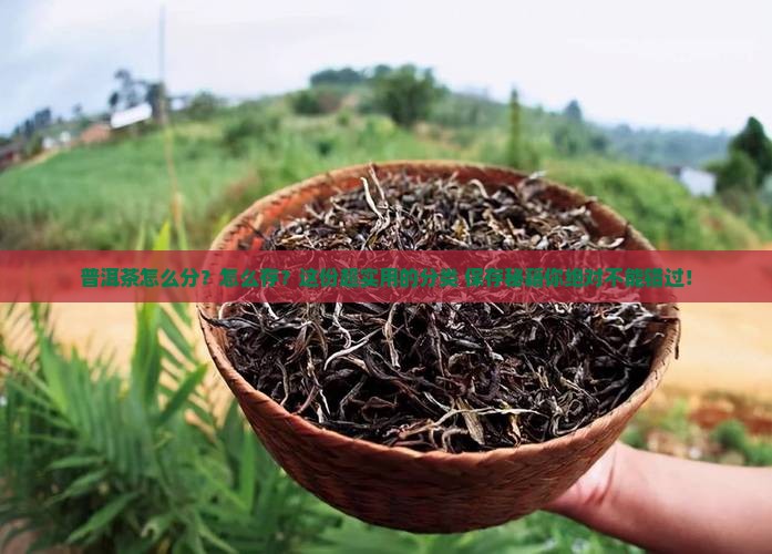 普洱茶的分类和保存
