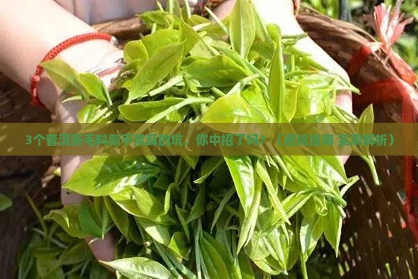 普洱茶毛料的特点