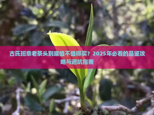 古氏班章老茶头