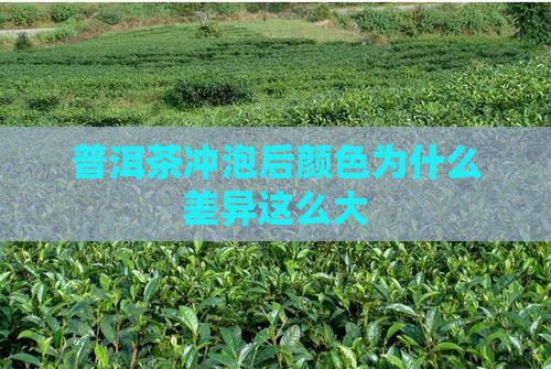 普洱茶泡出来颜色差很多