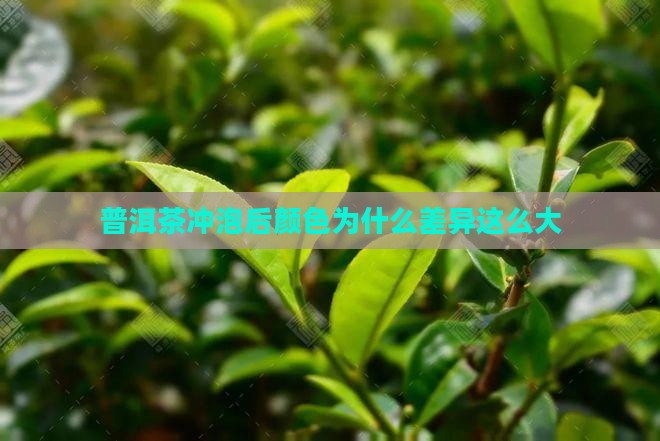 普洱茶泡出来颜色差很多
