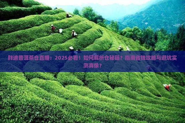 胖迪普洱茶仓直播