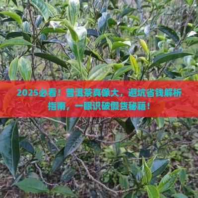 真正的普洱茶怎么分辨