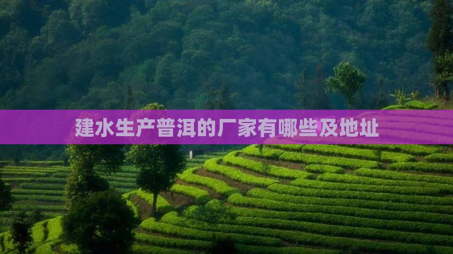 建水生产普洱茶的厂家