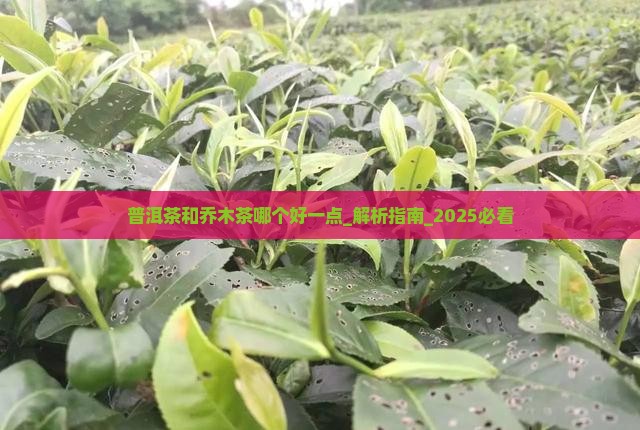 普洱茶和乔木茶哪个好一点