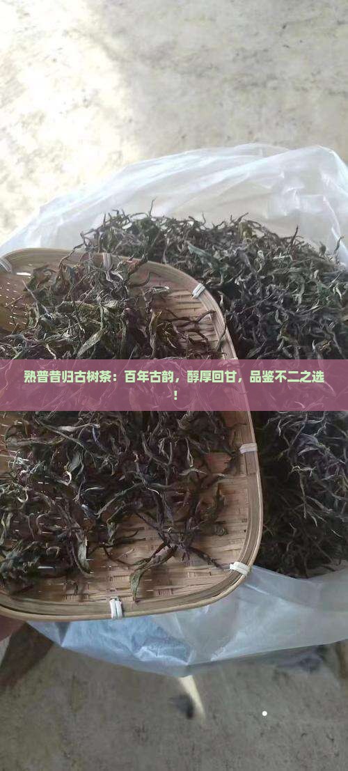 熟普昔归古树茶