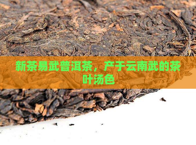 新茶易武茶的汤色