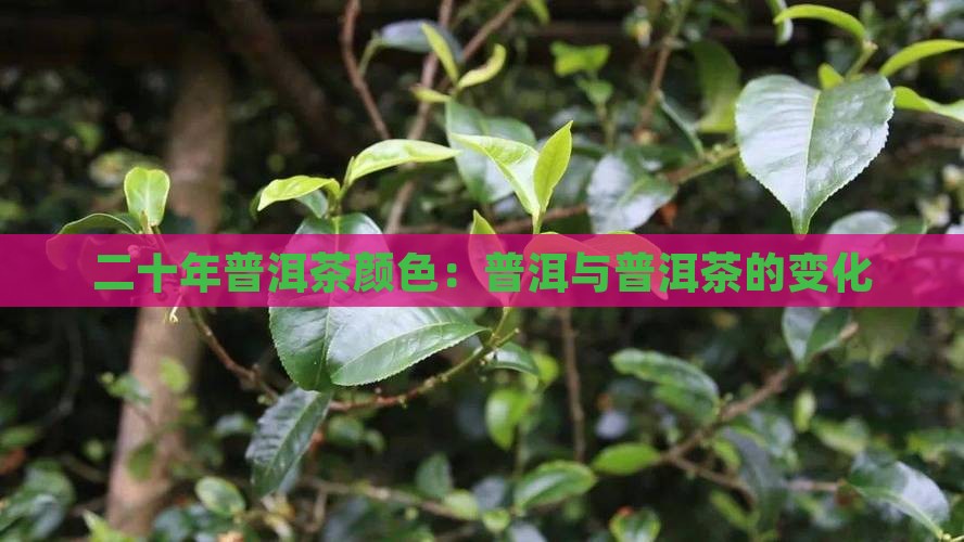 二十年普洱茶颜色