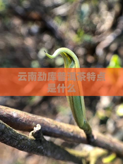 云南勐库普洱茶特点是什么