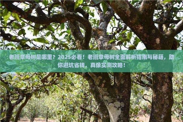 老班章母树是哪里