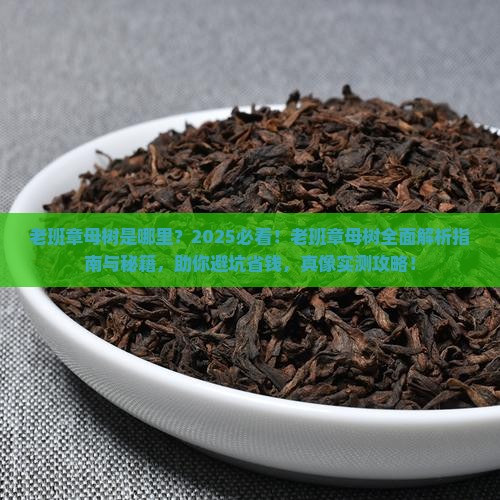 老班章母树是哪里