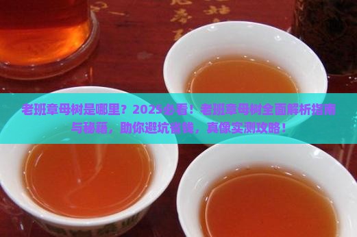 老班章母树是哪里