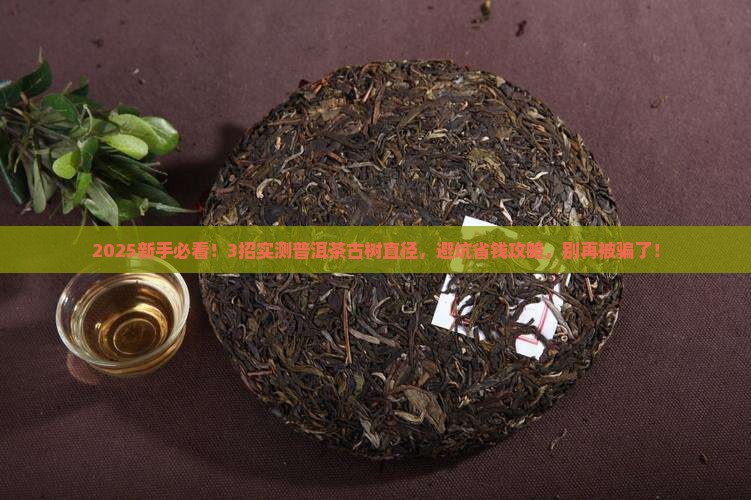 普洱茶古树直径