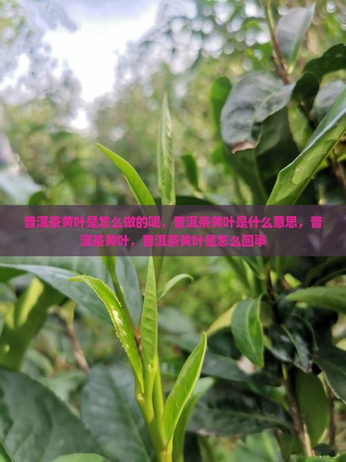 普洱茶黄叶是怎么做的