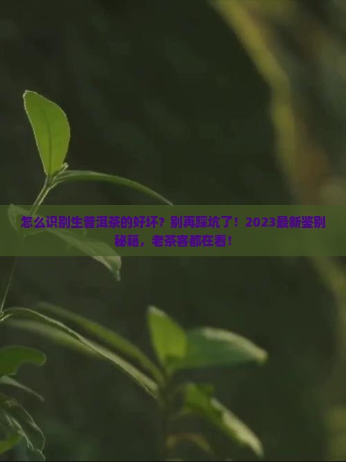 怎么识别生普洱茶的好坏