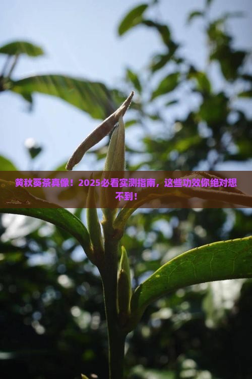黄秋葵茶的功效和作用