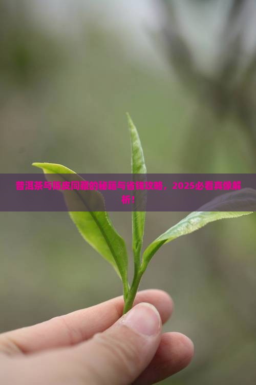 普洱茶和陈皮一起保存