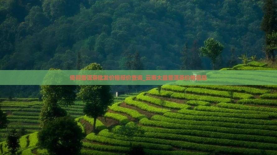 架布普洱茶价格查询
