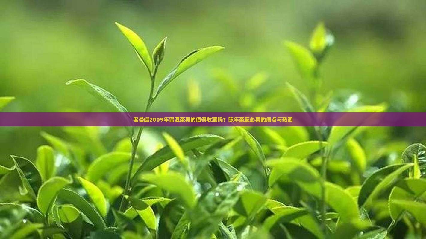 老曼峨2009年普洱茶