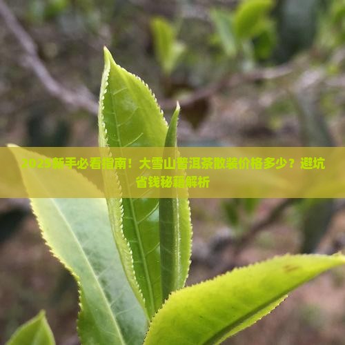 大雪山普洱茶散装价格多少 大雪山普洱茶散装价格多少