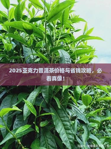 亚克力普洱茶价格