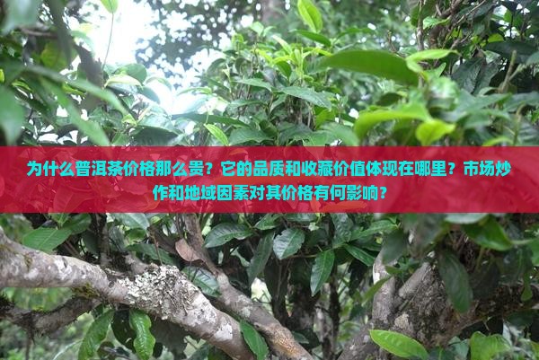为什么普洱茶价格那么贵