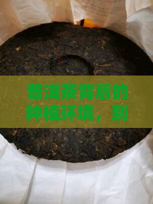 普洱茶的种植环境