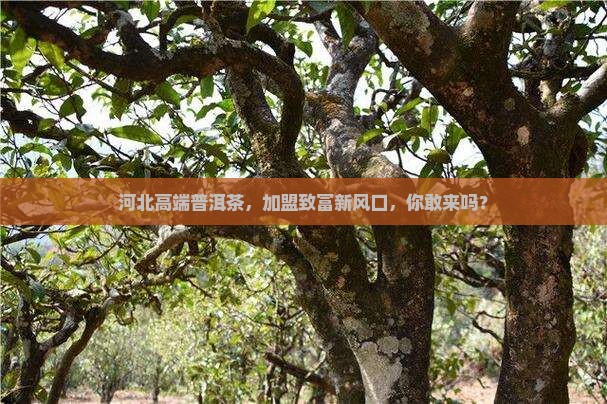 河北高端普洱茶招商加盟