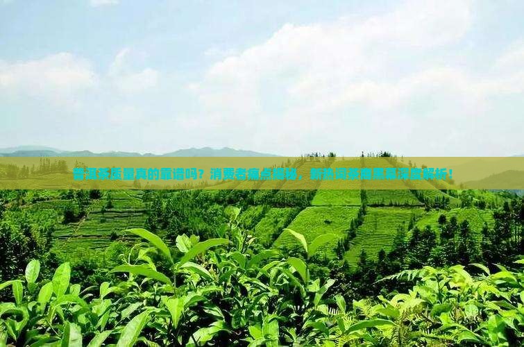 茶者普洱茶质量