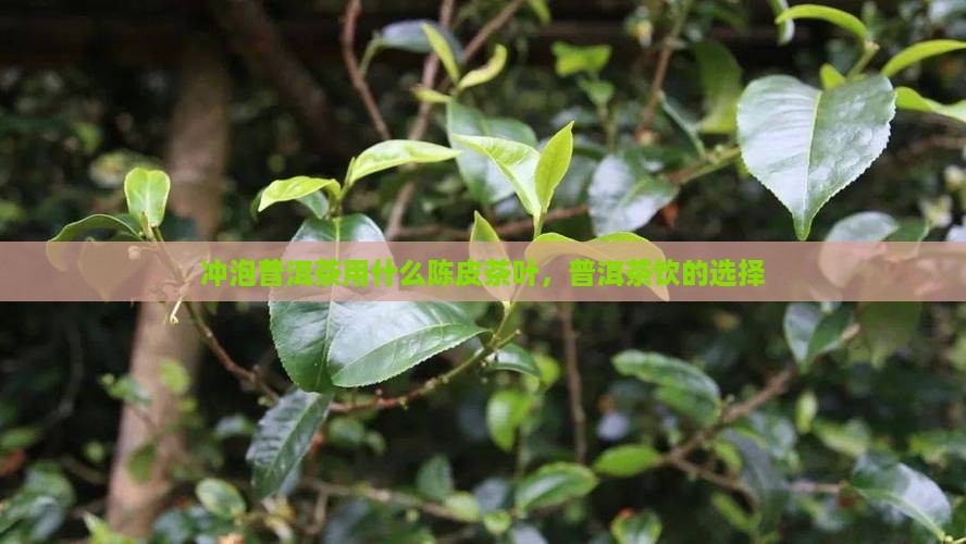 泡普洱茶用什么陈皮