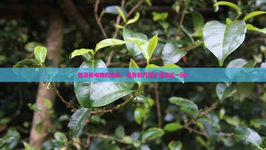 普洱茶电商怎么样发展