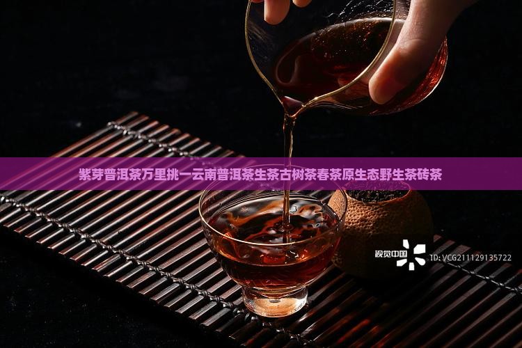 紫芽普洱茶万里挑一