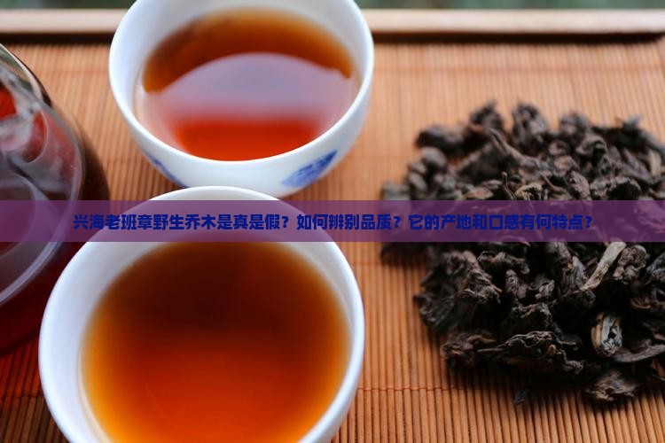 兴海老班章野生乔木