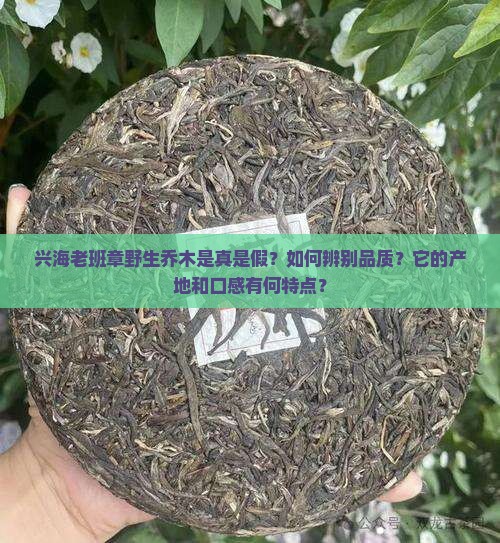 兴海老班章野生乔木