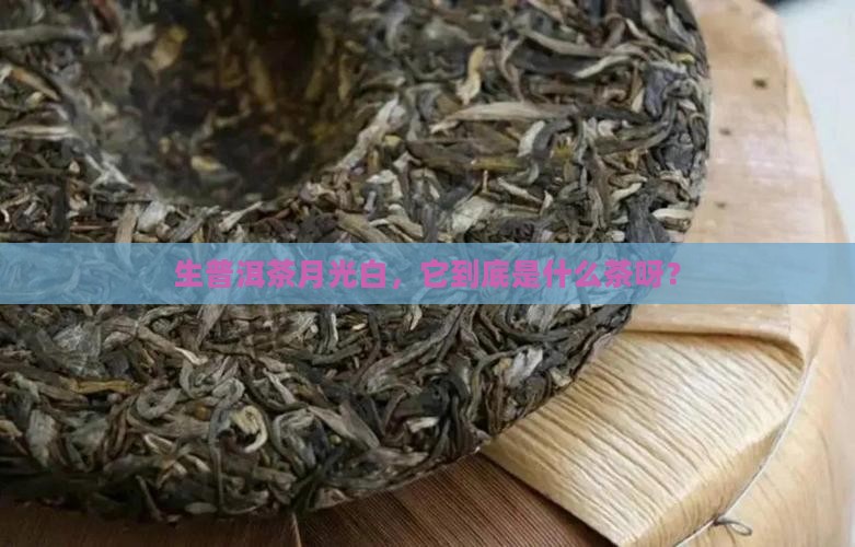 生普洱茶月光白属于什么茶