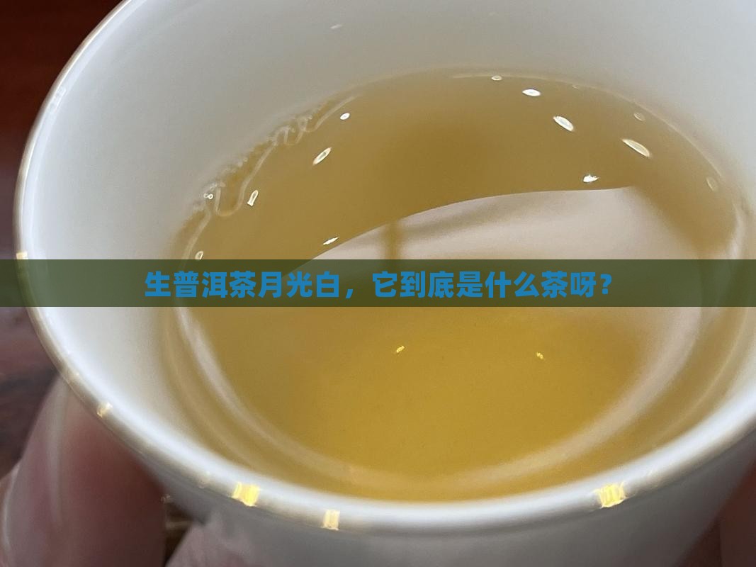 生普洱茶月光白属于什么茶