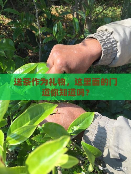 茶叶送礼有什么讲究