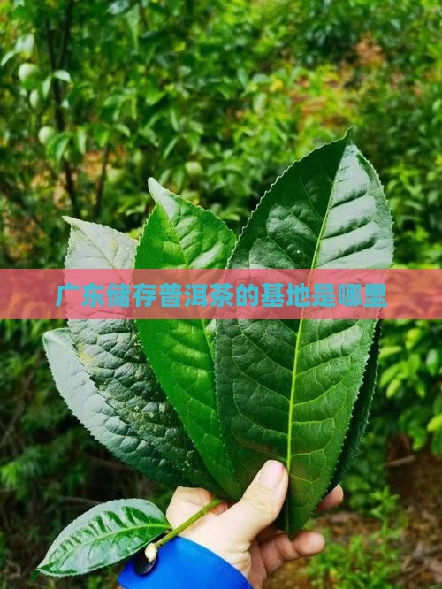 广东储存普洱茶的基地是哪里