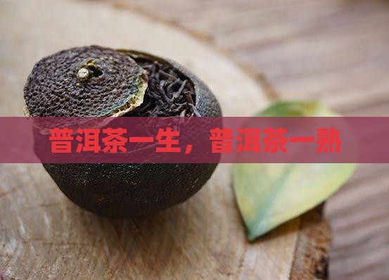云南茶叶普洱茶一生一熟